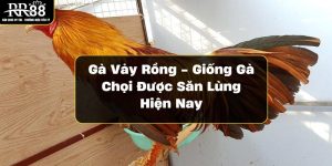 ga-vay-rong-giong-ga-choi-duoc-san-lung-hien-nay